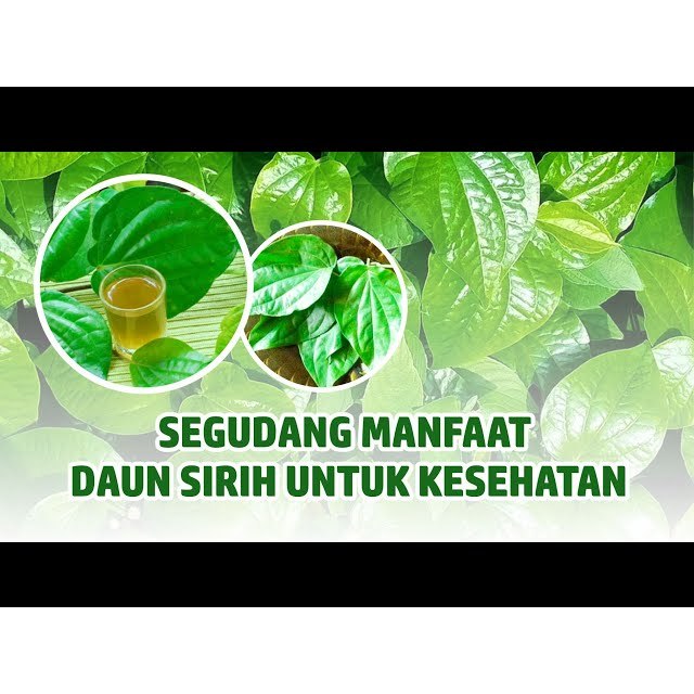 

DAUN HERBAL SIRIH / DAUN SIRIH LEMBARAN / DAUN SIRIH FRESH