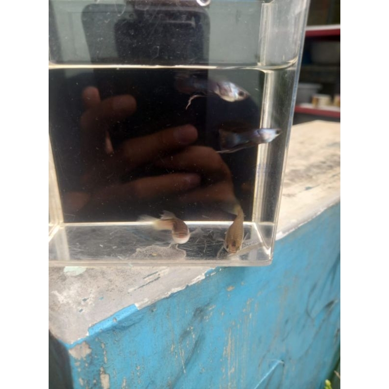 Stiker Guppy Mini Panda