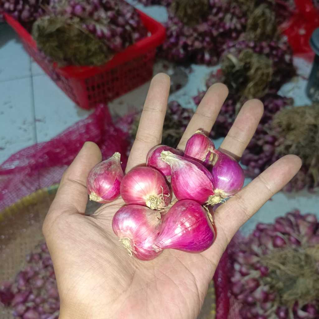 

BAWANG MERAH BREBES KERING/PILIHAN 1KG