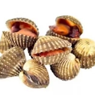 

kerang dara segar 500gr