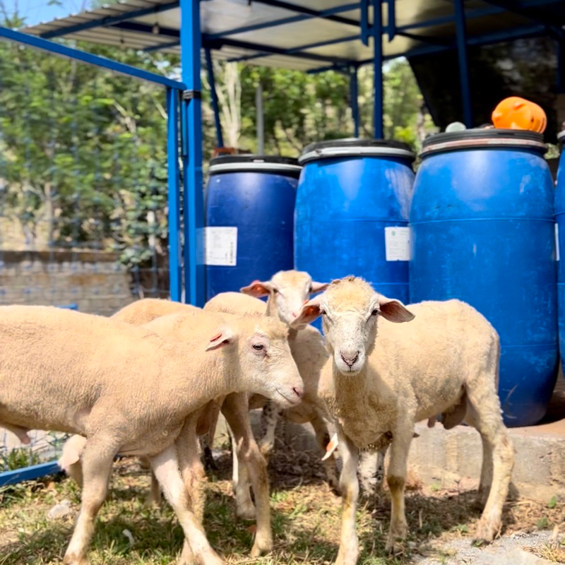 

Paket Kambing Domba Aqiqah Siap Masak