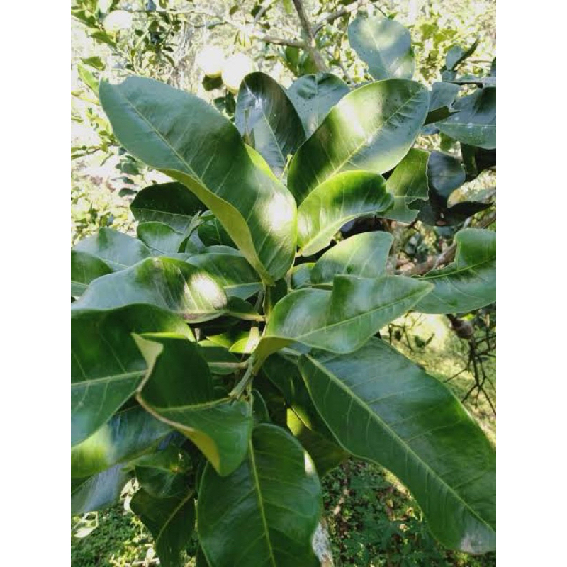 

daun jeruk bali 15 lembar (2000)