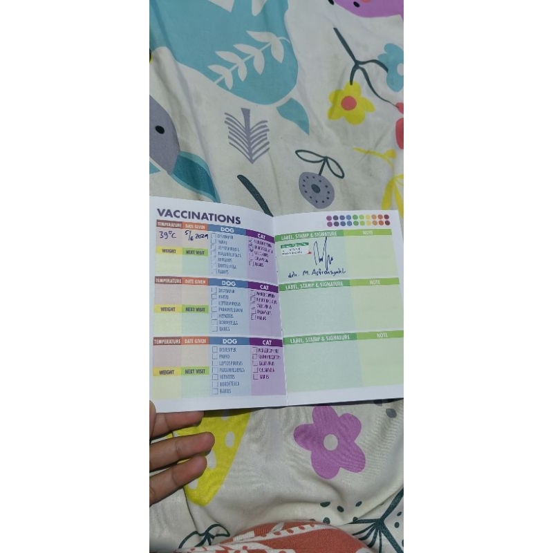 KucingBritishLonghair