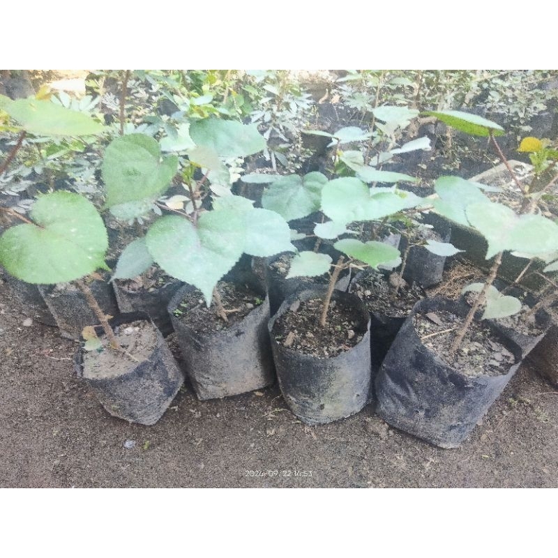 Bahan / bibit Bonsai Waru Taiwan