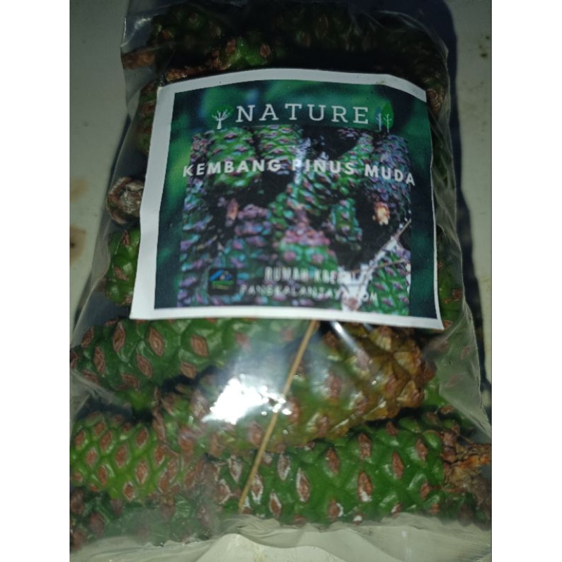 biji pinus segar kembang pinus segar hijau1kg
