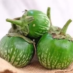 

TERONG LALAPAN 250GR