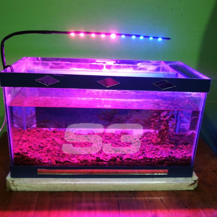 Paket Terkini  Lampu Aquarium Lampu Aquascape Pink Biru 1 led Lampu Soliter Cupang Lampu Aquarium Mu