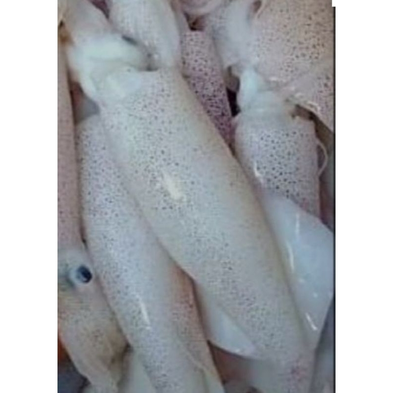 

Cumi Sedang 500 gram