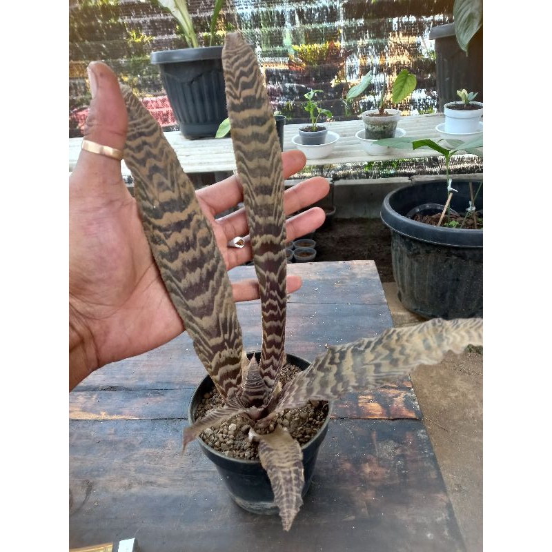 Tanaman Hias Sansivera Tokek