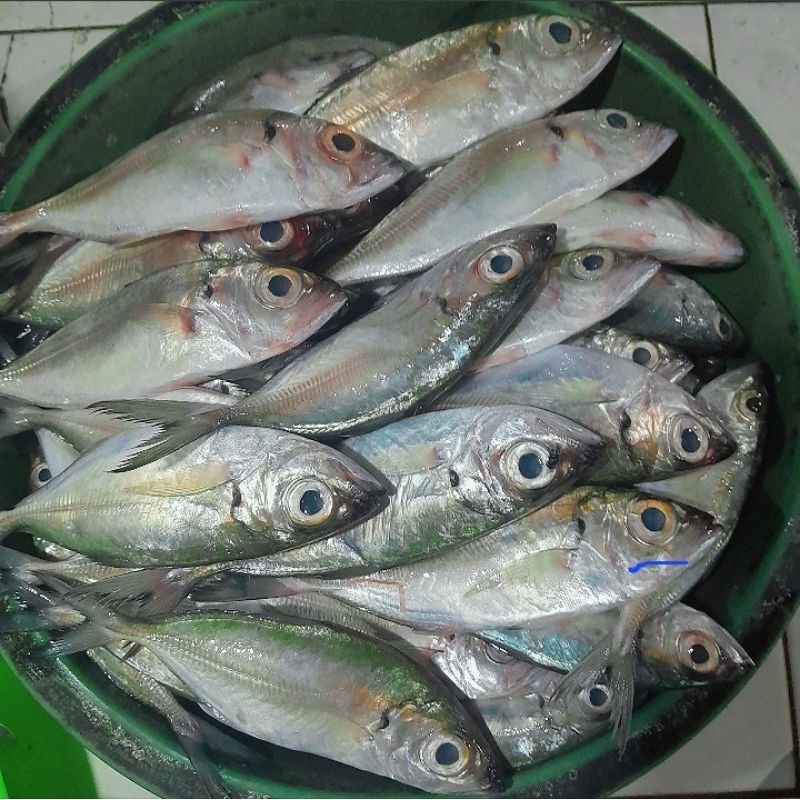 

KEMBUNG MATA LEBAR