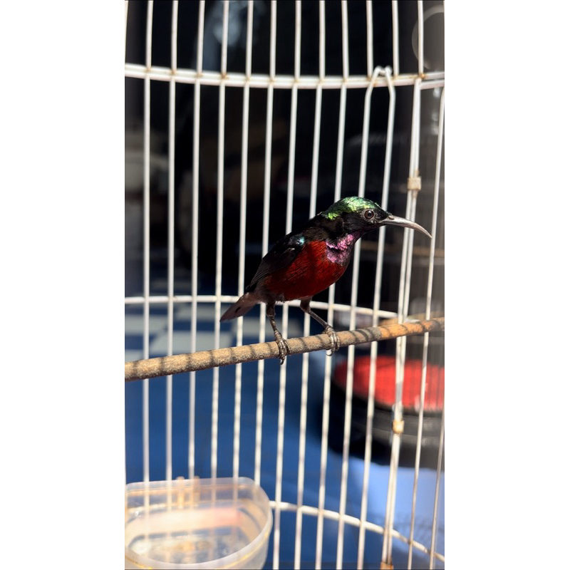 konin sumatera trotol gacoran