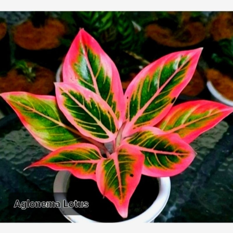 Aglonema lotus murah bibit bukan bonggol (Bisa COD)