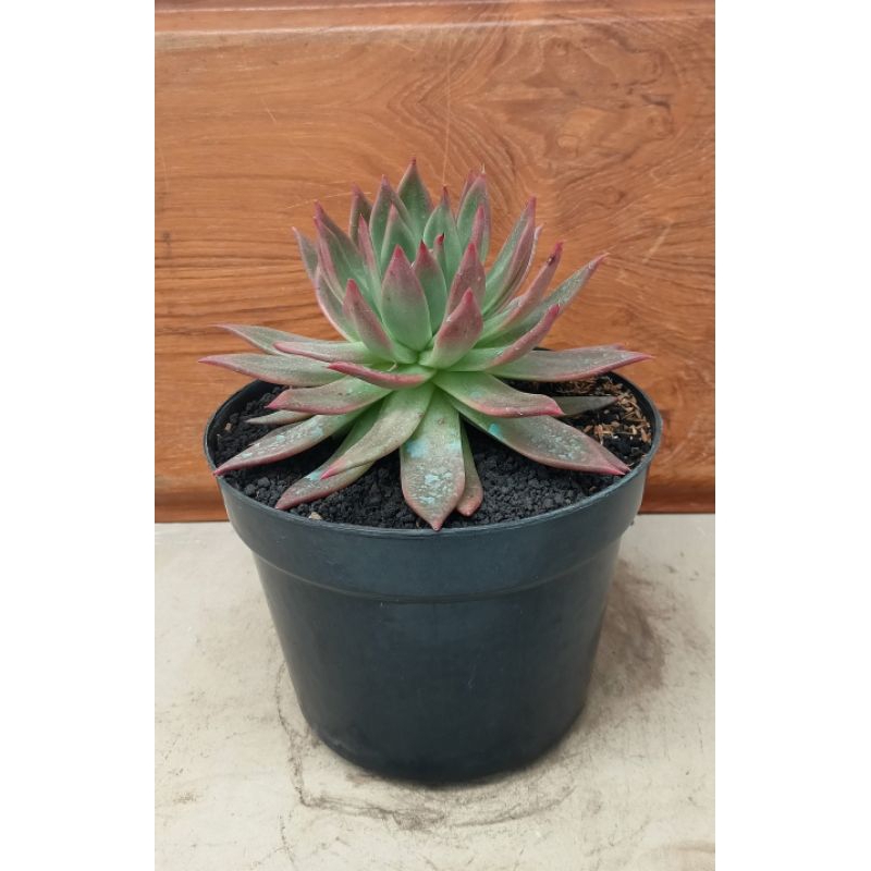 Sekulen Agavoides Lipstik pot 25 cm
