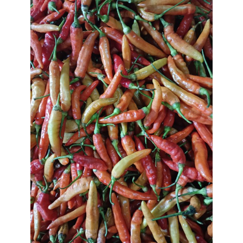 

Cabe rawit merah segar