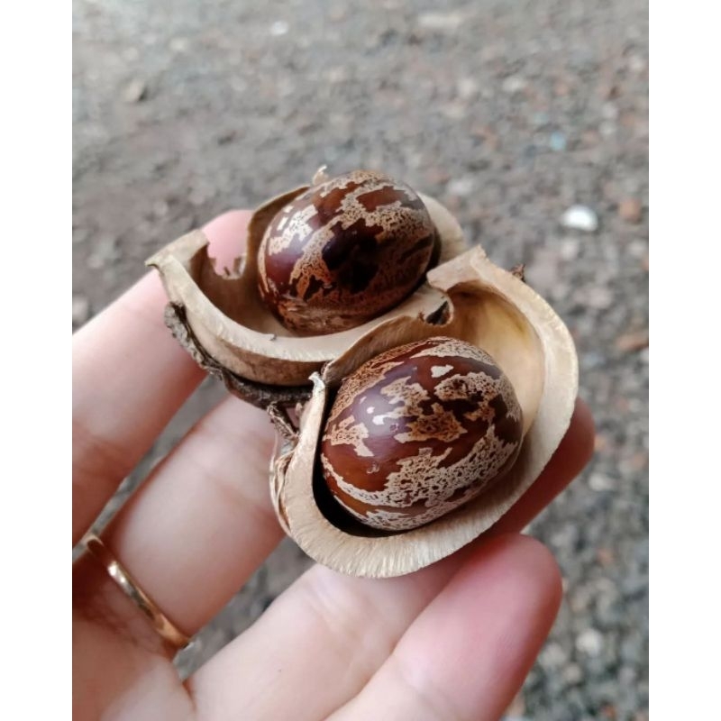 biji karet unggul borneo isi 50 biji