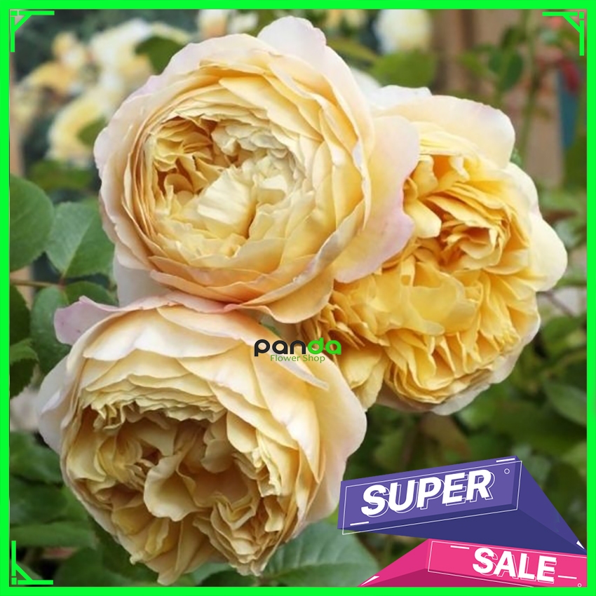 Tanaman Mawar Import Charles Darwin - Mawar Rambat Wangi