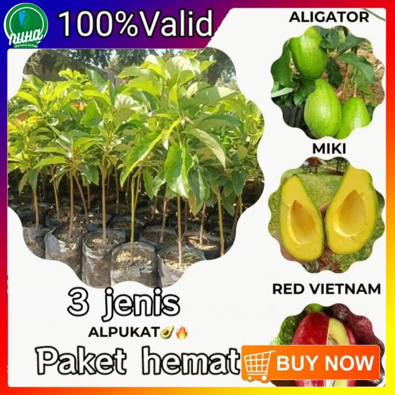 Bibit alpukat paket hemat red Vietnam,aligator,Miki.
