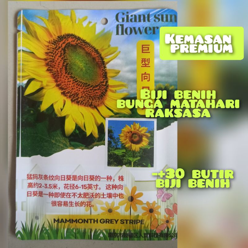 kemasan premium biji benih bunga matahari Giant mammoth impor