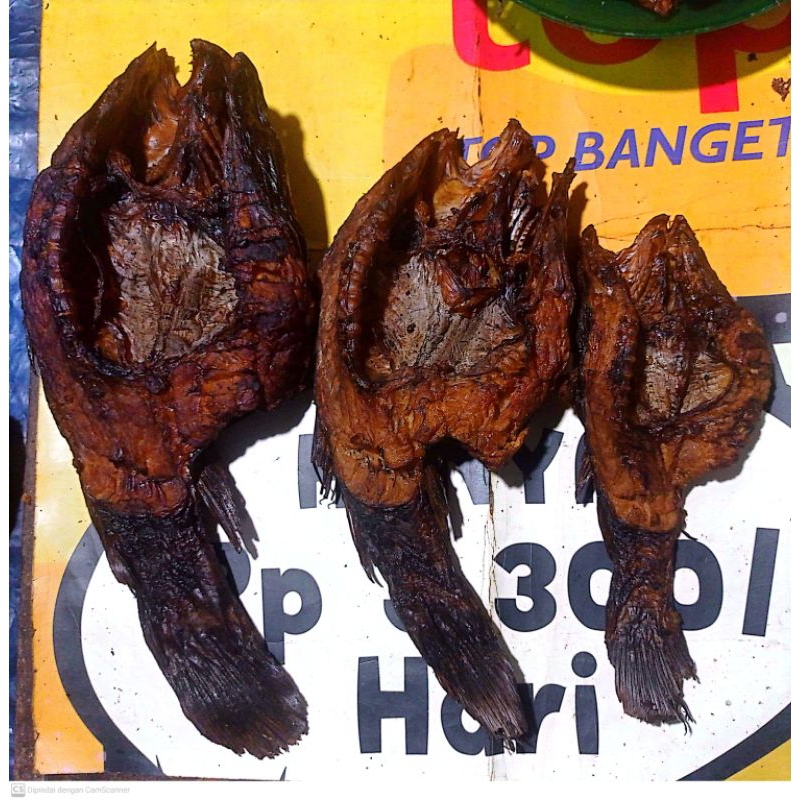 

IKAN HARUTING / SALE