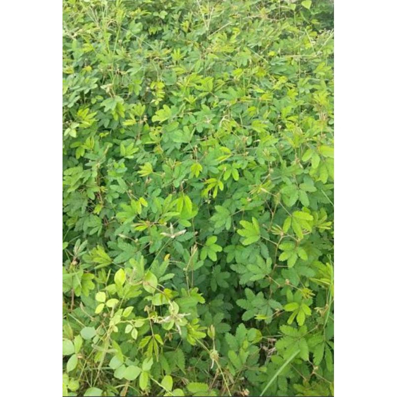 

daun putri malu / daun kucingan segar fres..200gram