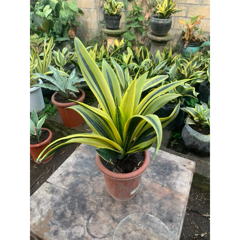 SENSIVERA GOLDEN FLAME Indukan