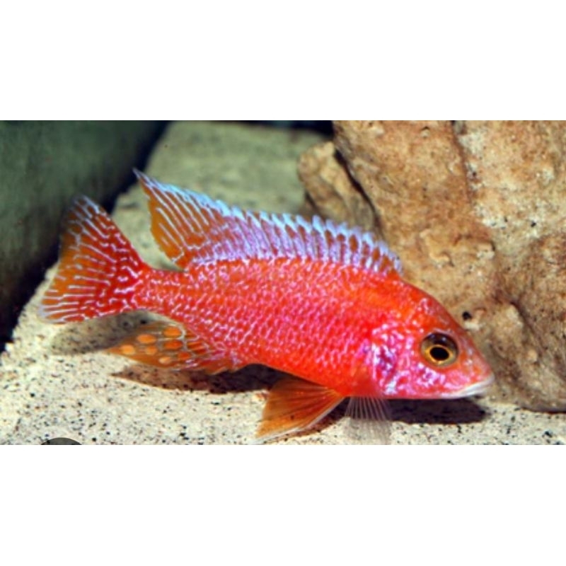 Dragon Blood (Aulonocara sp.) African Cichlid