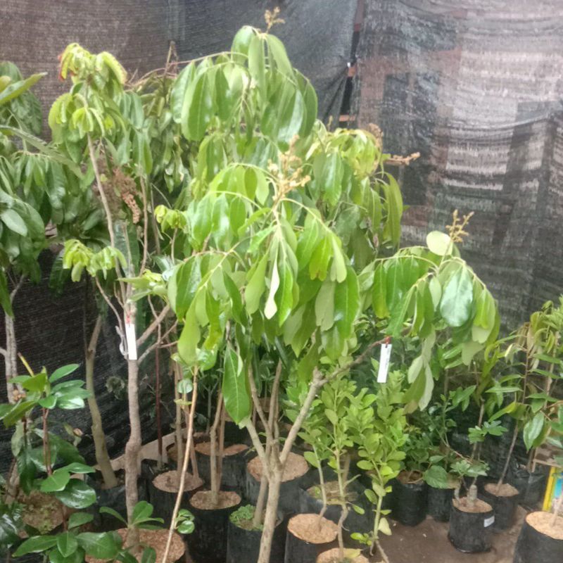 

kelengkeng new kristal