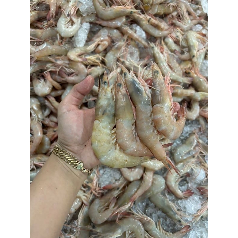 

UDANG JERBUNG/UDANG LAUT SEDANG BESAR