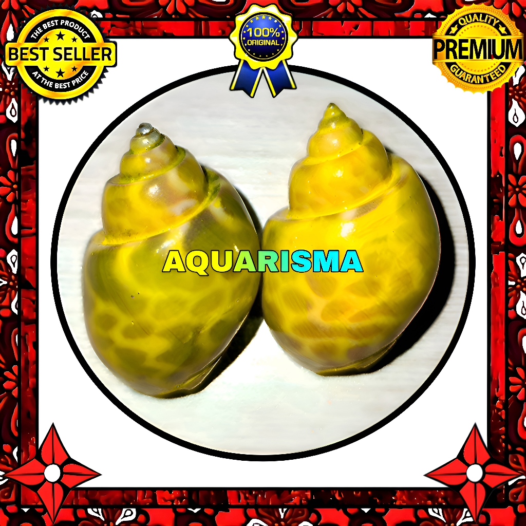 HIASAN DAN KOLEKSI - CANGKANG KEONG MACAN TURBO BABILONIA KUNING TRANSPARAN GRADE A+