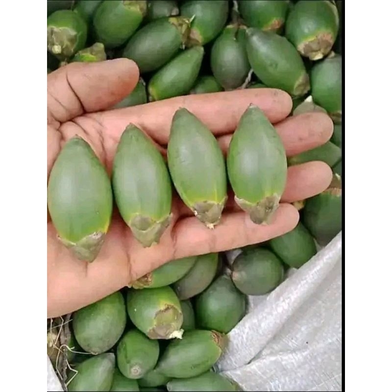 

BUAH PINANG MUDA JAMBE MUDA SEGAR FRESH 500GR