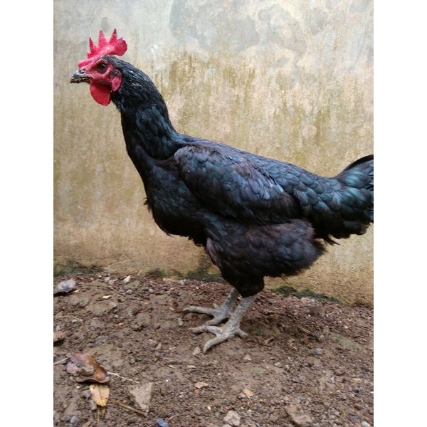 Telur Ayam Pelung | Untuk Ditetaskan | Fertil