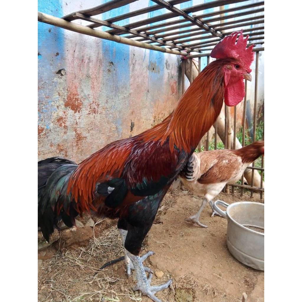 

Telur Ayam Pelung Bulu Merah Untuk Ditetaskan Fertil