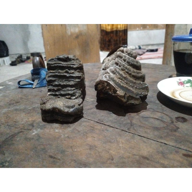 istimewa batu fosil gigi gajah stegodon harga untuk 2 barang gigi rahang gajah purba stegogon