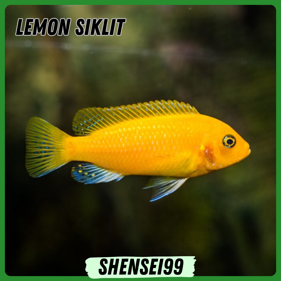 

bukan buku tulis - siklit lemon siklit snow white red eye tetra blue polar ikan hias - bukan stiker buku tulis