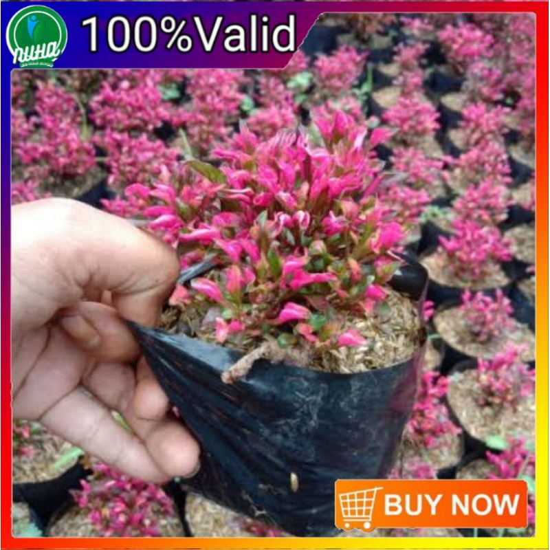 bunga krokot merah krokot merah cantik