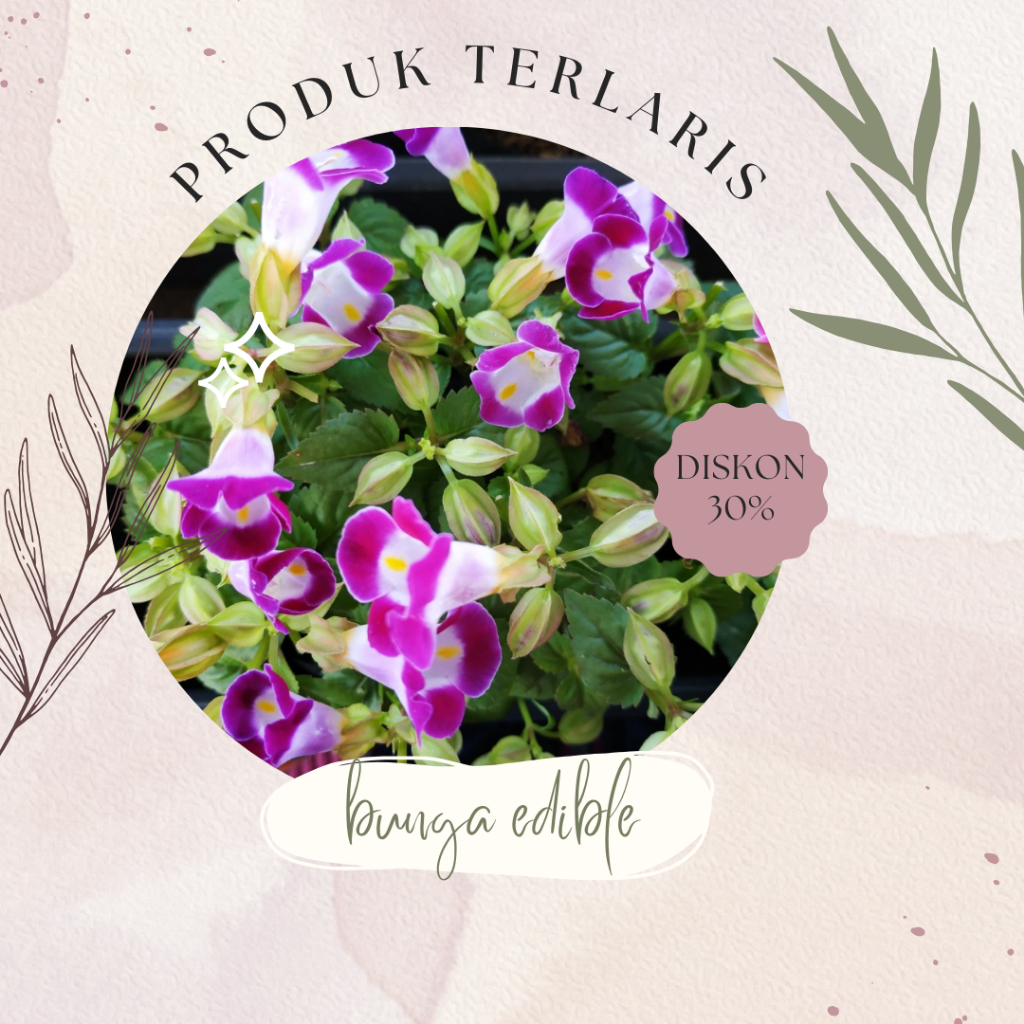 

PRODUK TERBARU TERONIA EDIBLE FLOWER ISI 30PCS