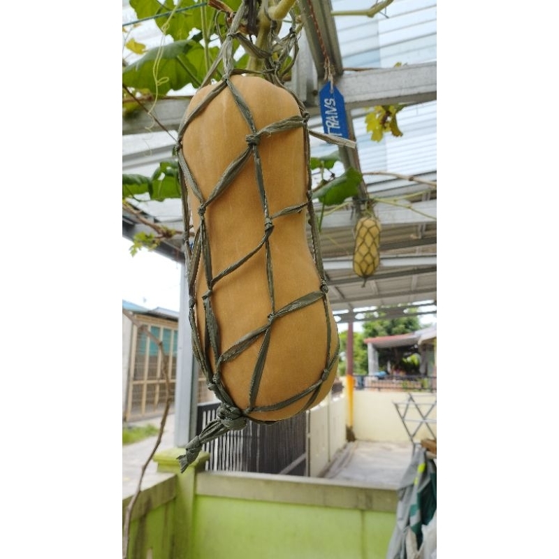 

LABU madu 100% organik insyaallah sehat