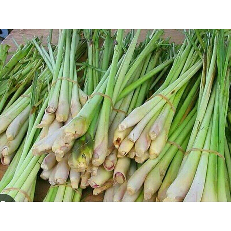 

Daun serai murah.fres langsung petik 500 gram