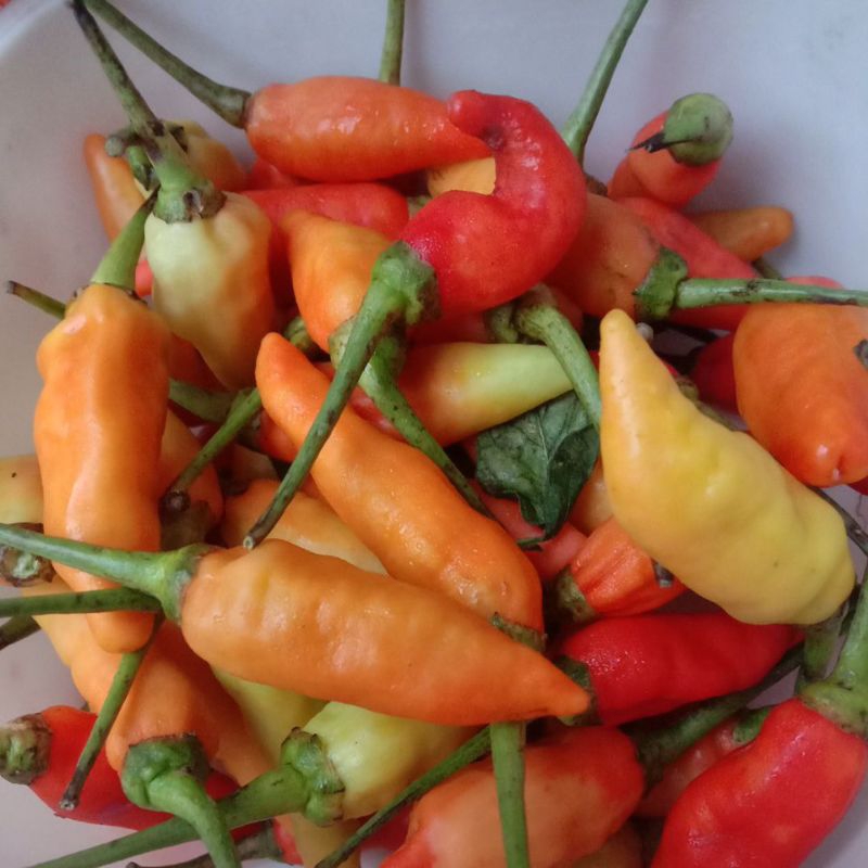 

Cabai Rawit fresh JATIM 500 gram