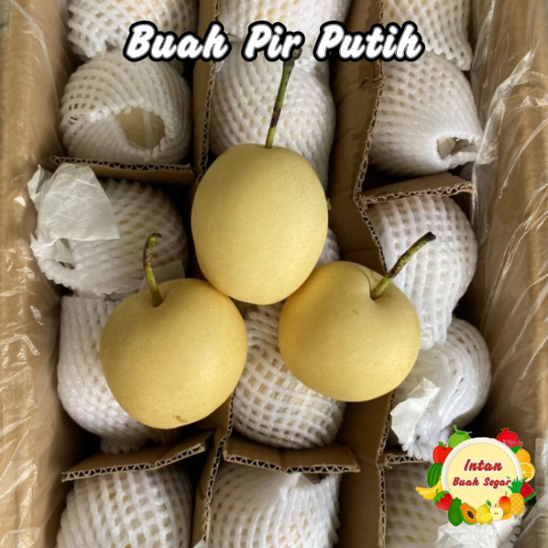 

BUAH PIR PUTIH 1 KG MANIS / BUAH PEAR CENTURY MANIS / BUAH PIR / BUAH PER PUTIH MADU / BUAH SEGAR