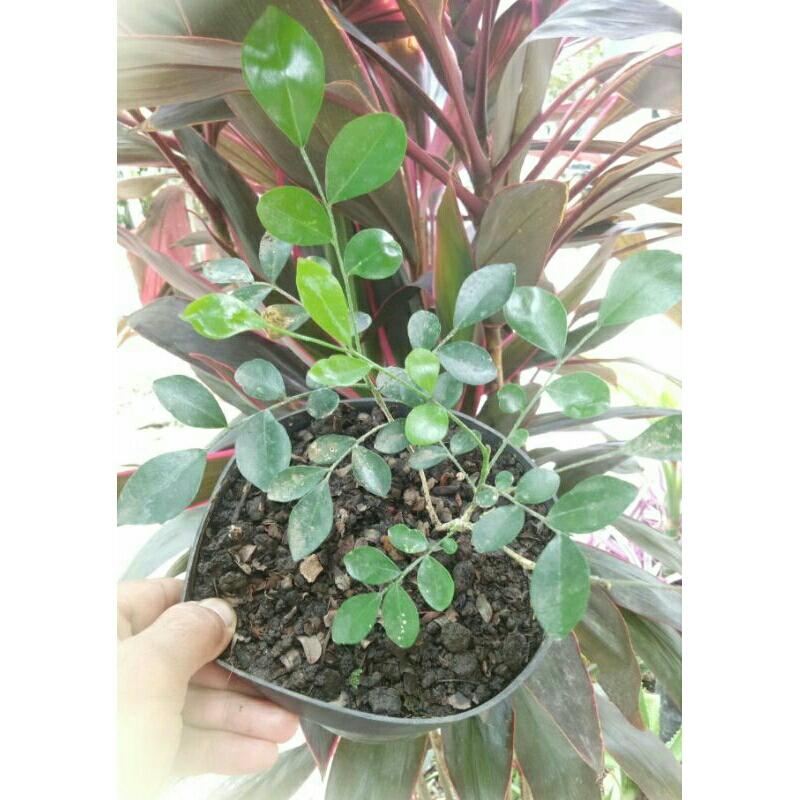 (Ukuran Besar) Bibit Bunga Kemuning Wangi