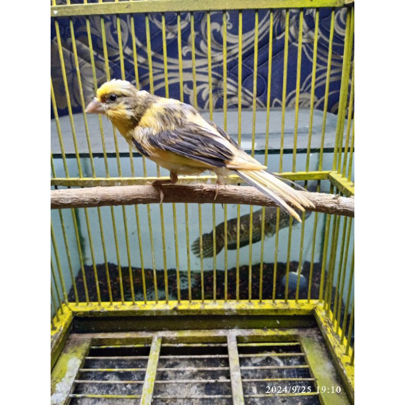 kenari paud warna random