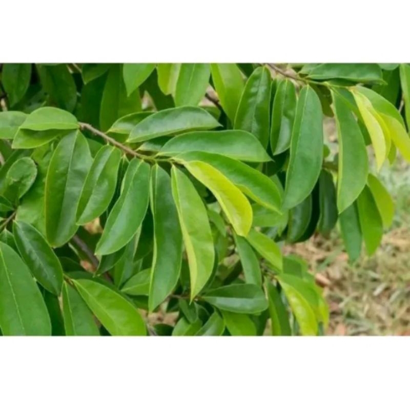 

DAUN SIRSAK SEGAR KUALITAS SUPER 1KG
