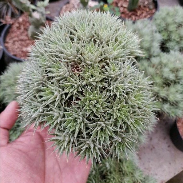 KAKTUS SKULEN abro kaktus