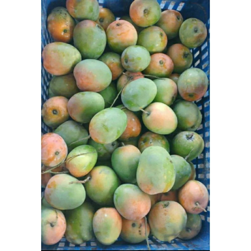 

Paket Lima kilo/Gedong gincu + fress matang pohon + paket (5kg)