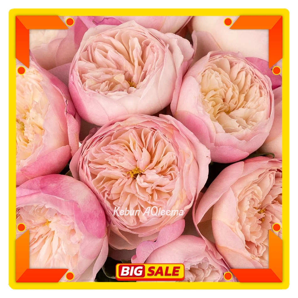 Mawar Import David Austin - Constance Wangi - Mawar Rambat