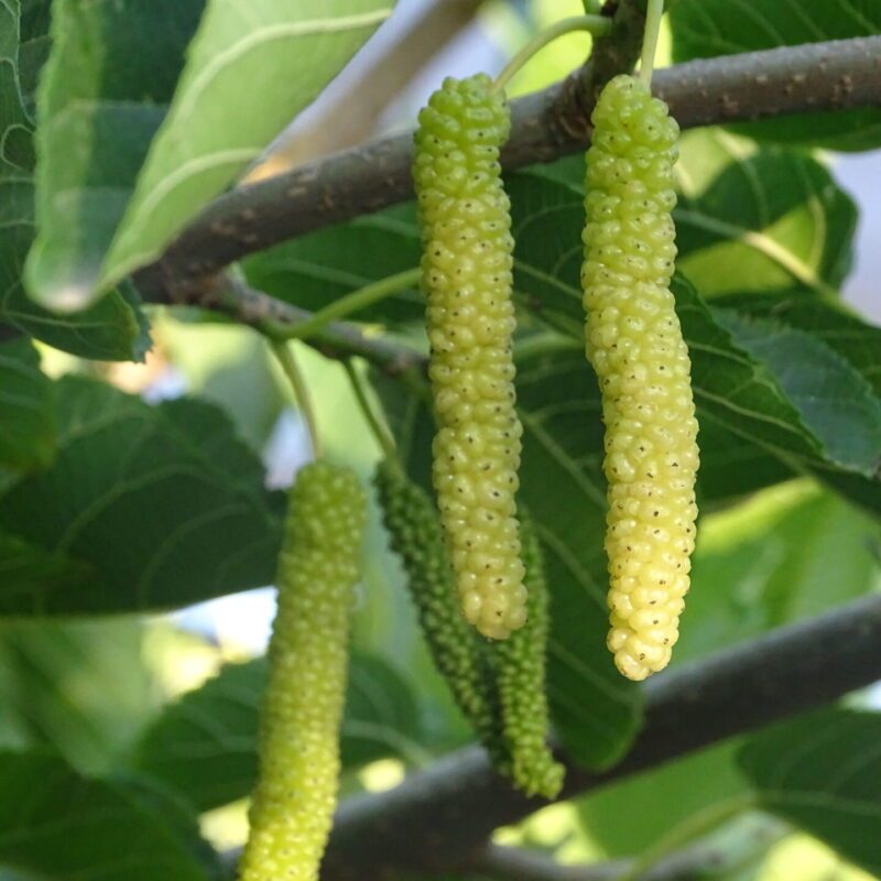Tanaman buah white long murbei (mulberry) okulasi rasa vanila (buah besar)