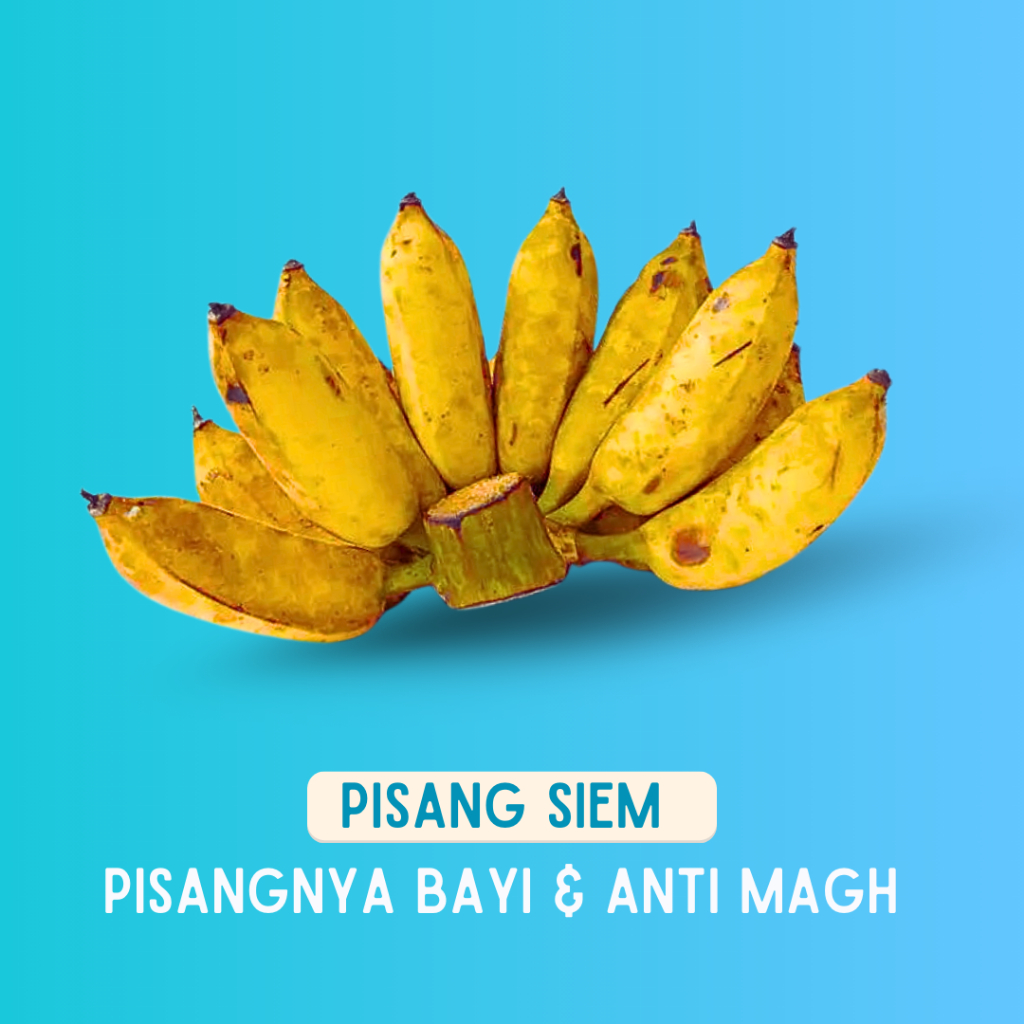 

Pisang Siem Pisangnya Para Bayi Dan Anti Asam Lambung | Pisang Awak Pisang Uter | Pisang Gedah1 Kg