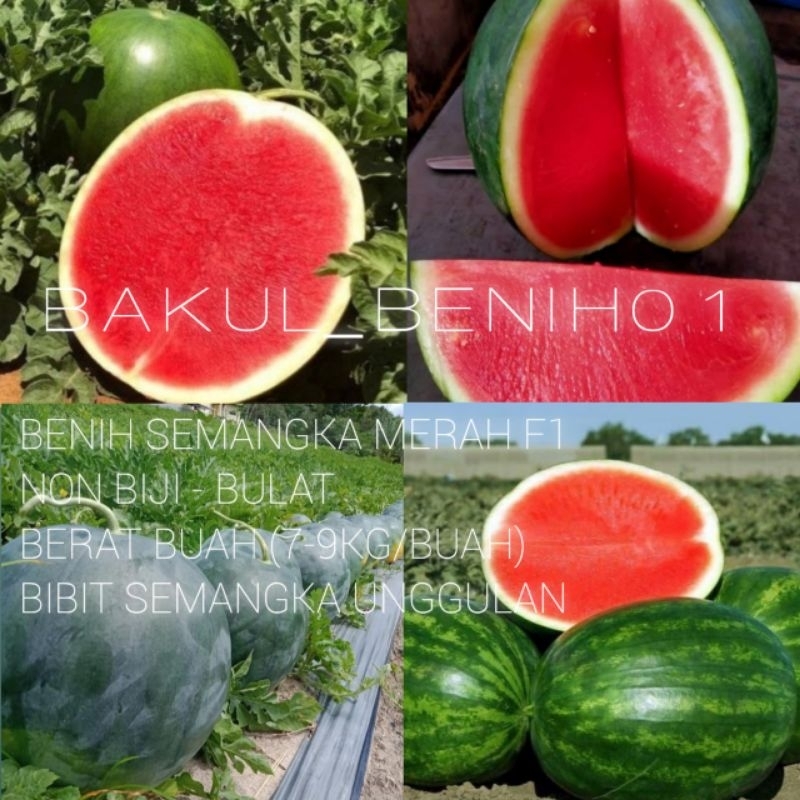TERMURAH 50+ BENIH SEMANGKA MERAH NON BIJI JUMBOAN BIBIT UNGGUL