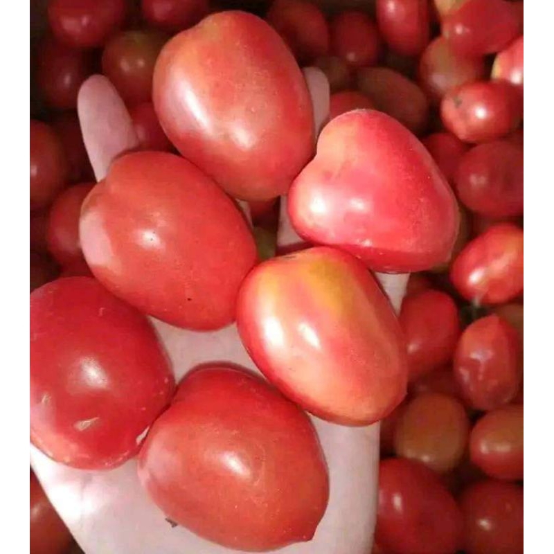 

Tomat